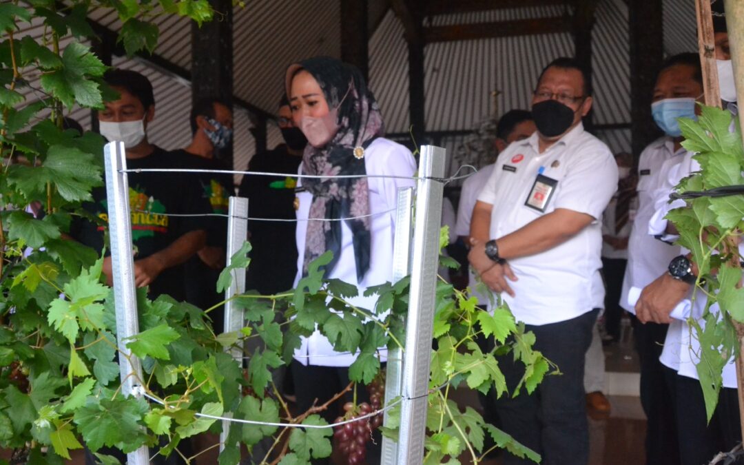 Kembangkan Budidaya Anggur, Bupati Minta Libatkan Ibu-ibu