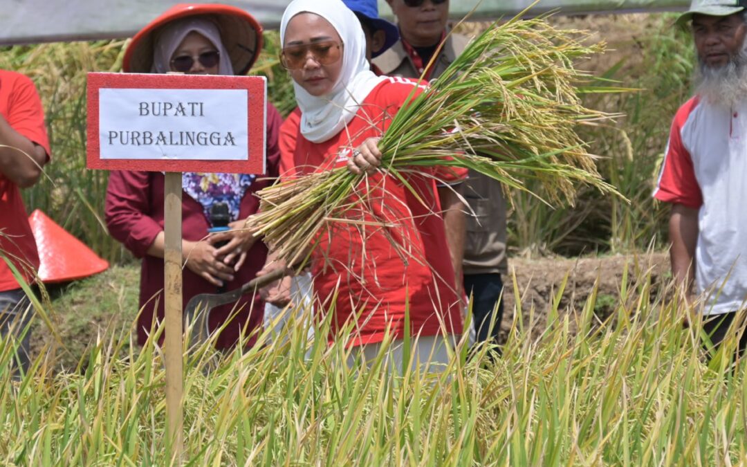 Panen Optimal di Musim Kering, Bupati Tiwi Apresiasi Teknologi Pertanian Cerdas Iklim