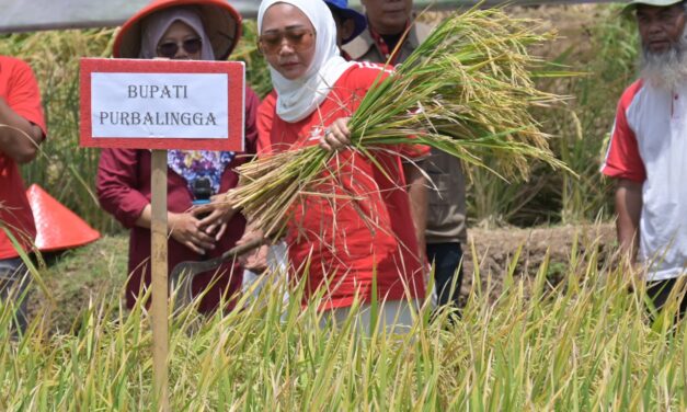 Panen Optimal di Musim Kering, Bupati Tiwi Apresiasi Teknologi Pertanian Cerdas Iklim