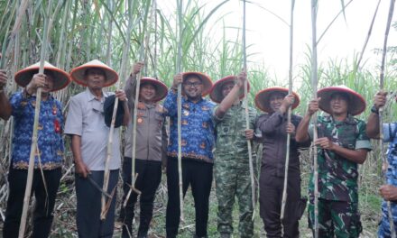 Panen Raya Tebu TNI di Purbalingga, Perkuat Swasembada Gula Nasional